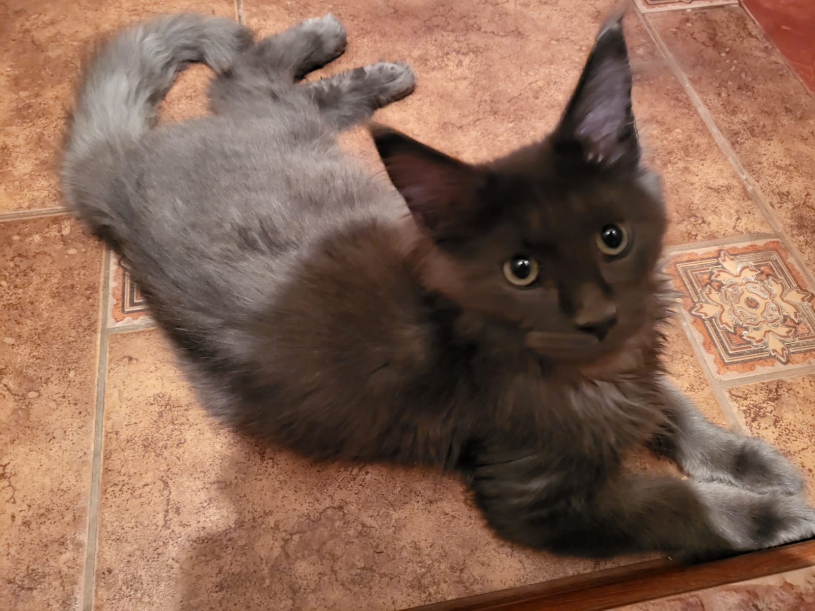 PHOTO 2024 11 11 21 09 54 NrbKqB