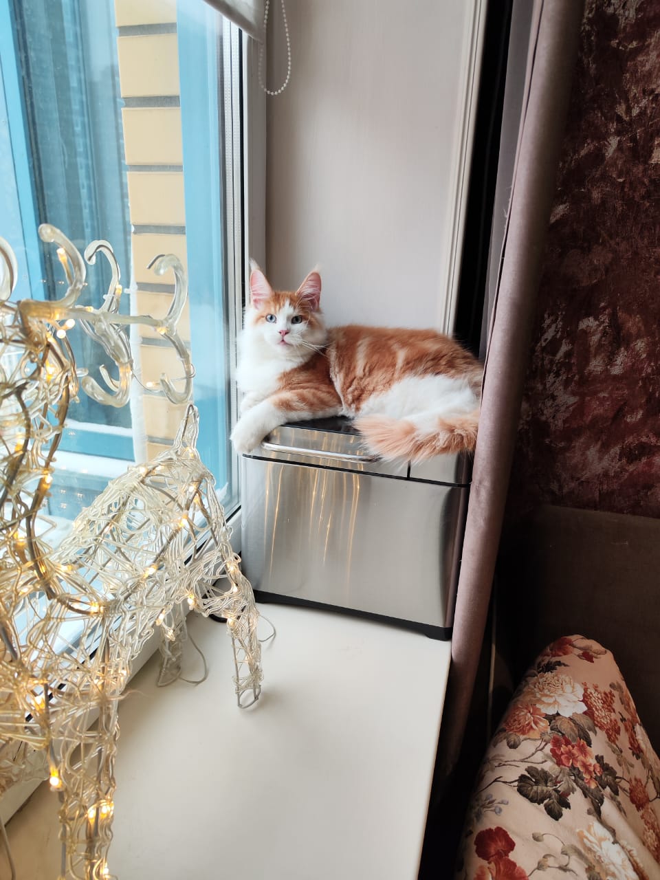 PHOTO 2024 12 13 20 08 24 8FTVUX