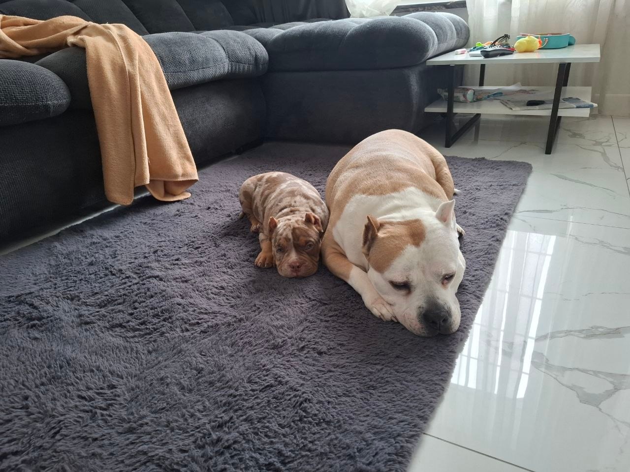 VEYRON ALMONTE — кот породы мейн-кун — лиловый мерль триколор — фото 2