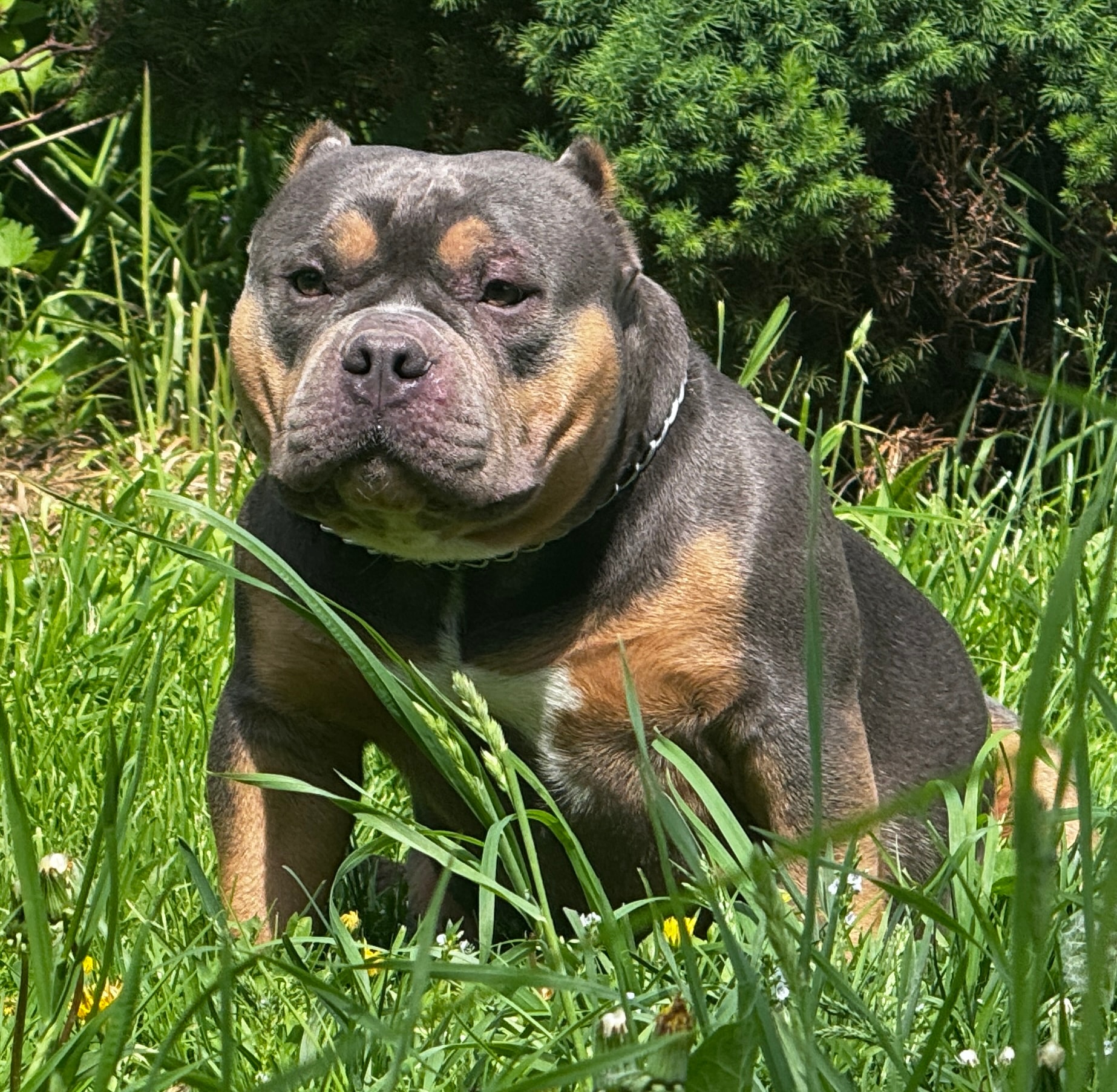 Bully MMDMS Bugatti