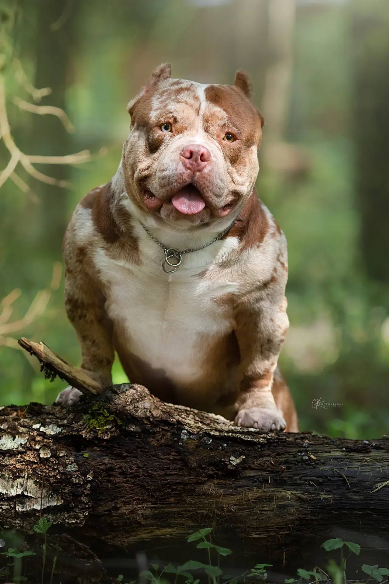 Bully MMDMS TEODOR