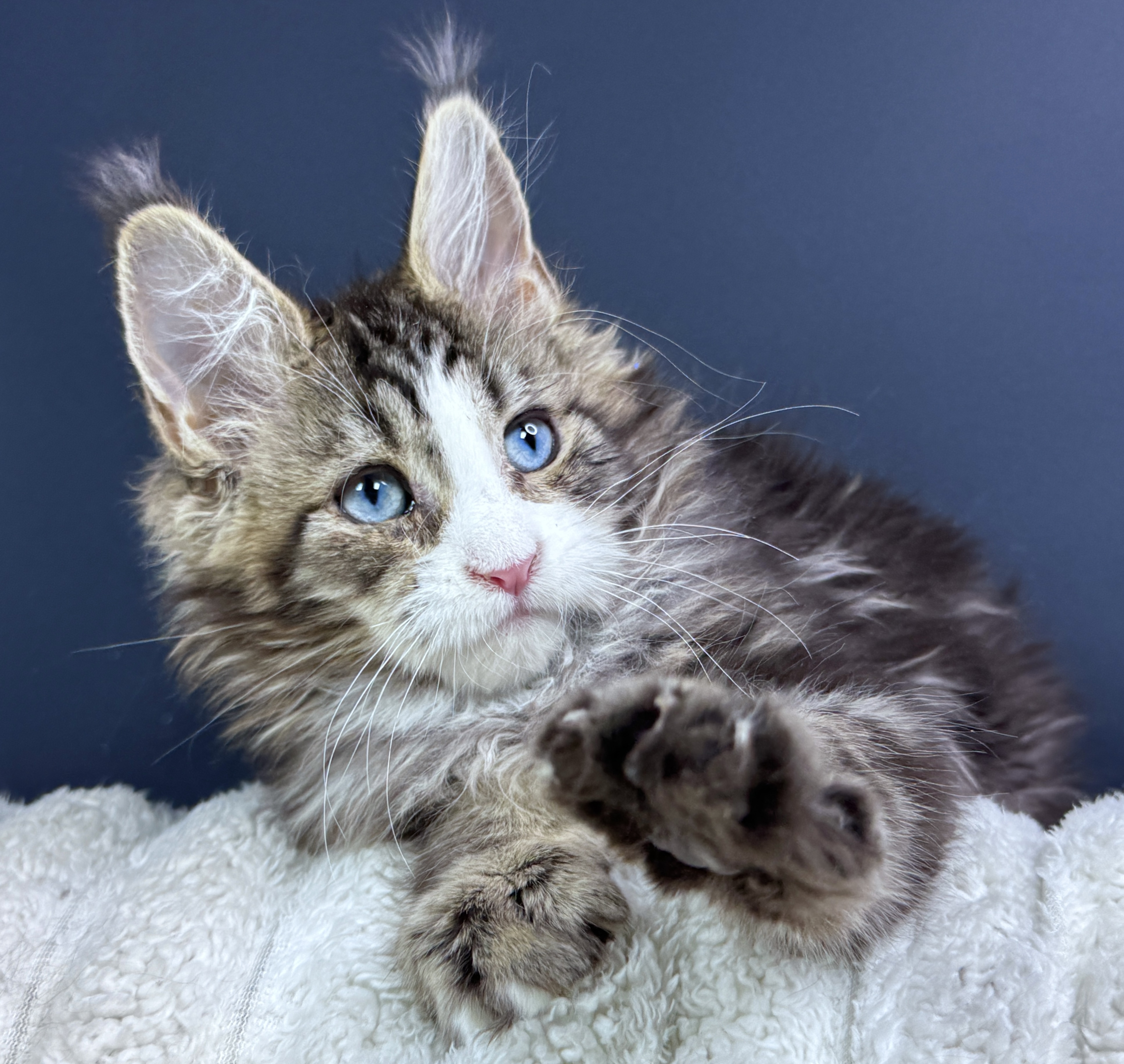 Питомник мейн кунов или частник с Авито: где безопаснее купить мейн куна