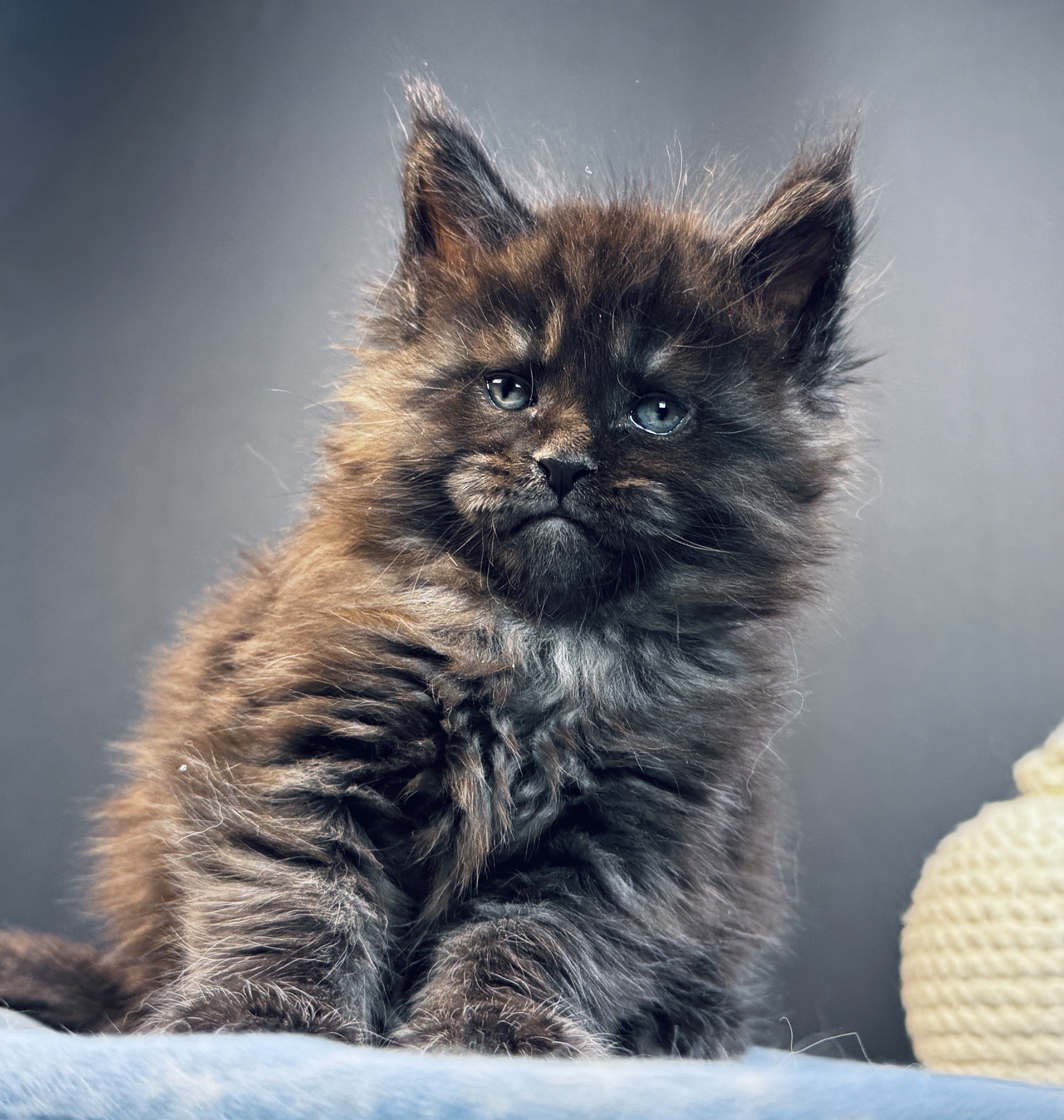 VEYRON Ulan Mistwolf