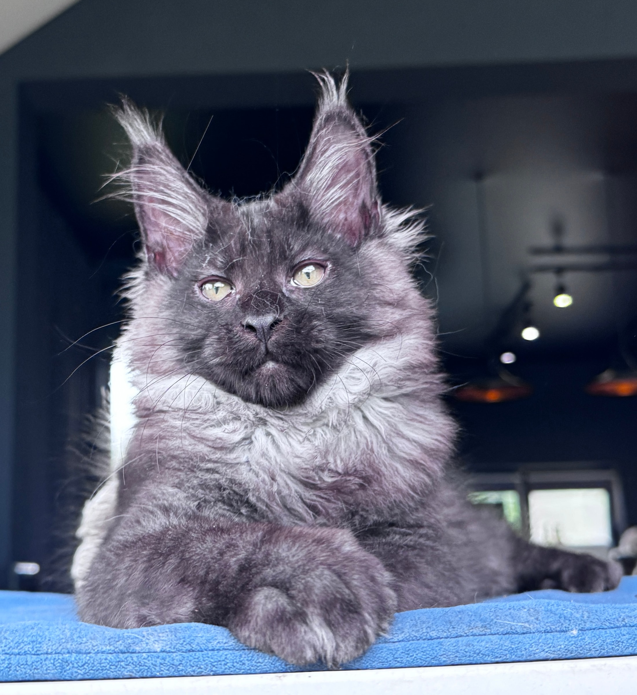 Veyron Ulan Mistwolf — кот породы мейн-кун — ns, чёрный серебристый дымный — главное фото