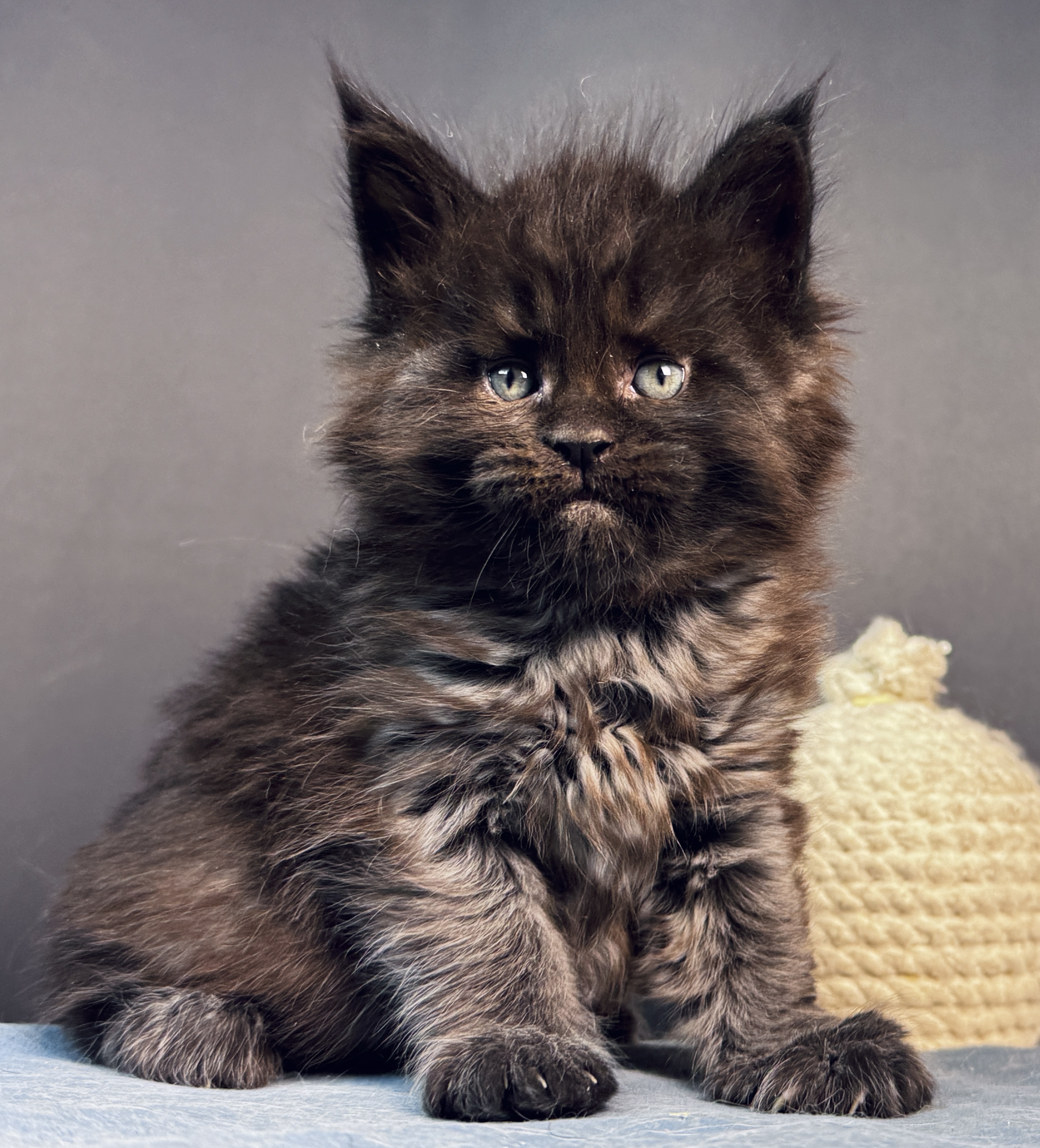 VEYRON Ulla Frostbloom