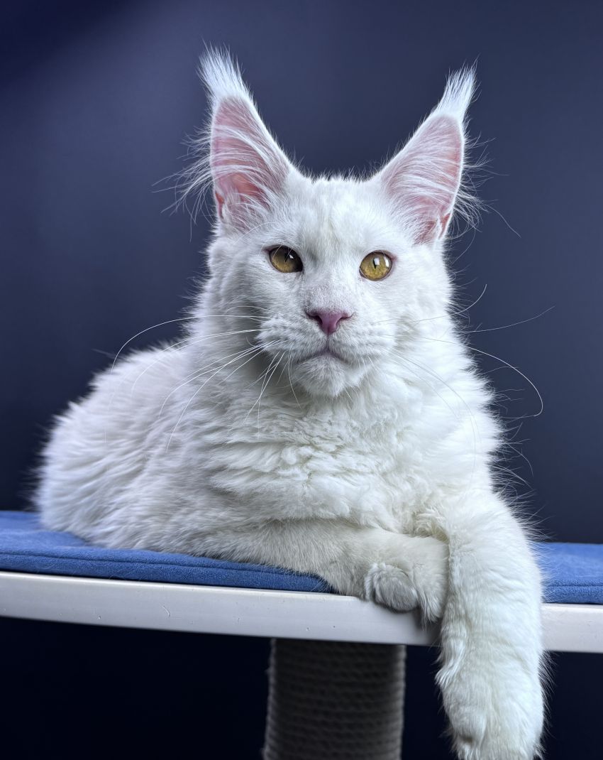 Maine Coon male ds12