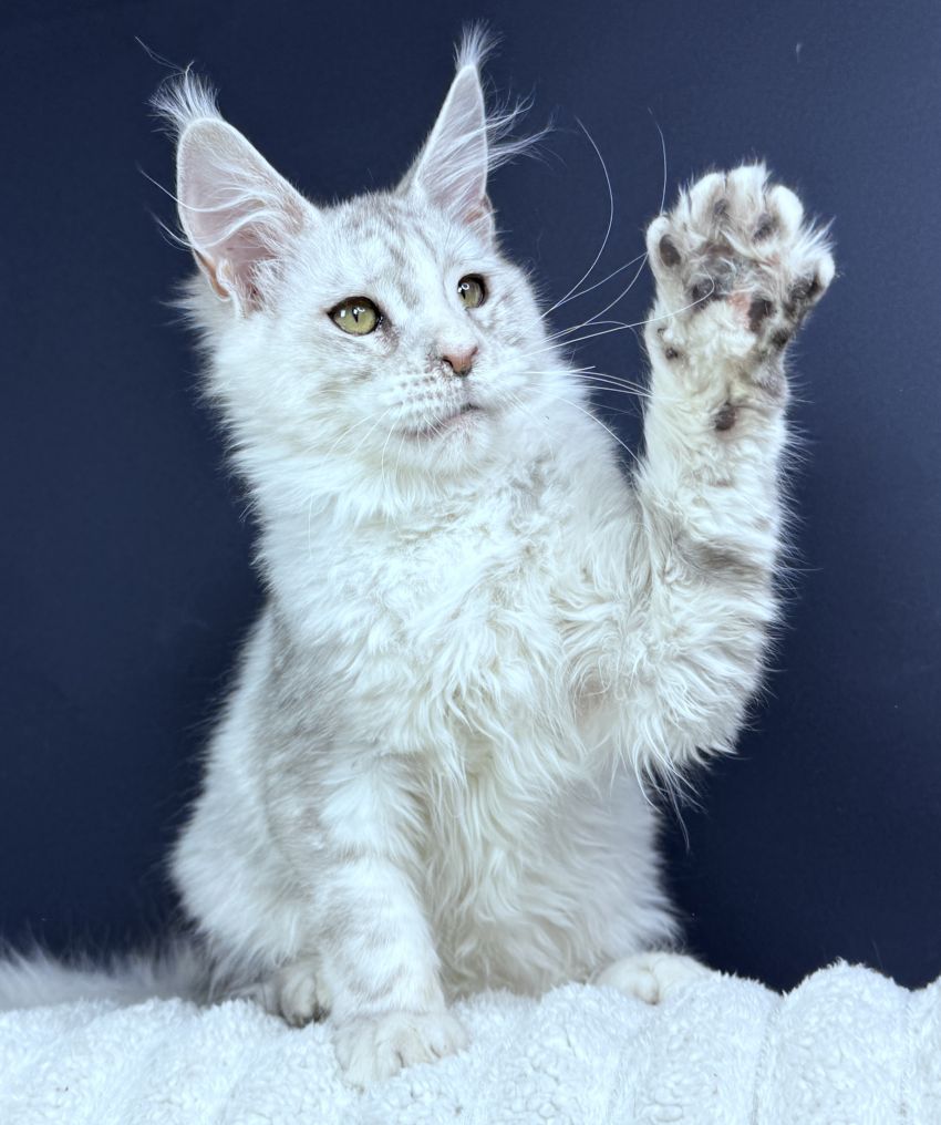 Maine Coon female fs 22