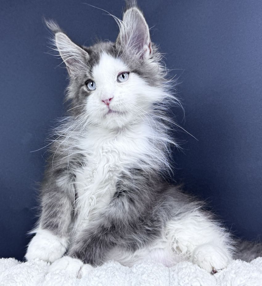 Maine Coon with blue eyes