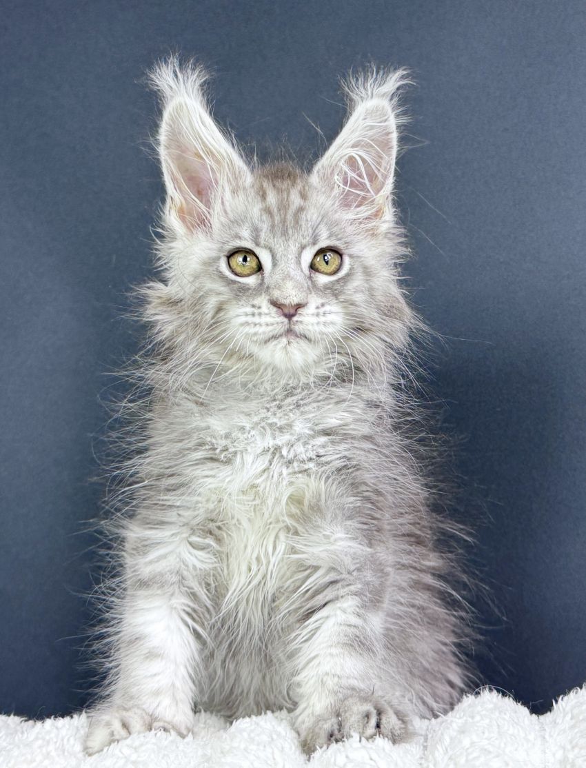 Maine Coon male as22 (blue silver classic tabby)